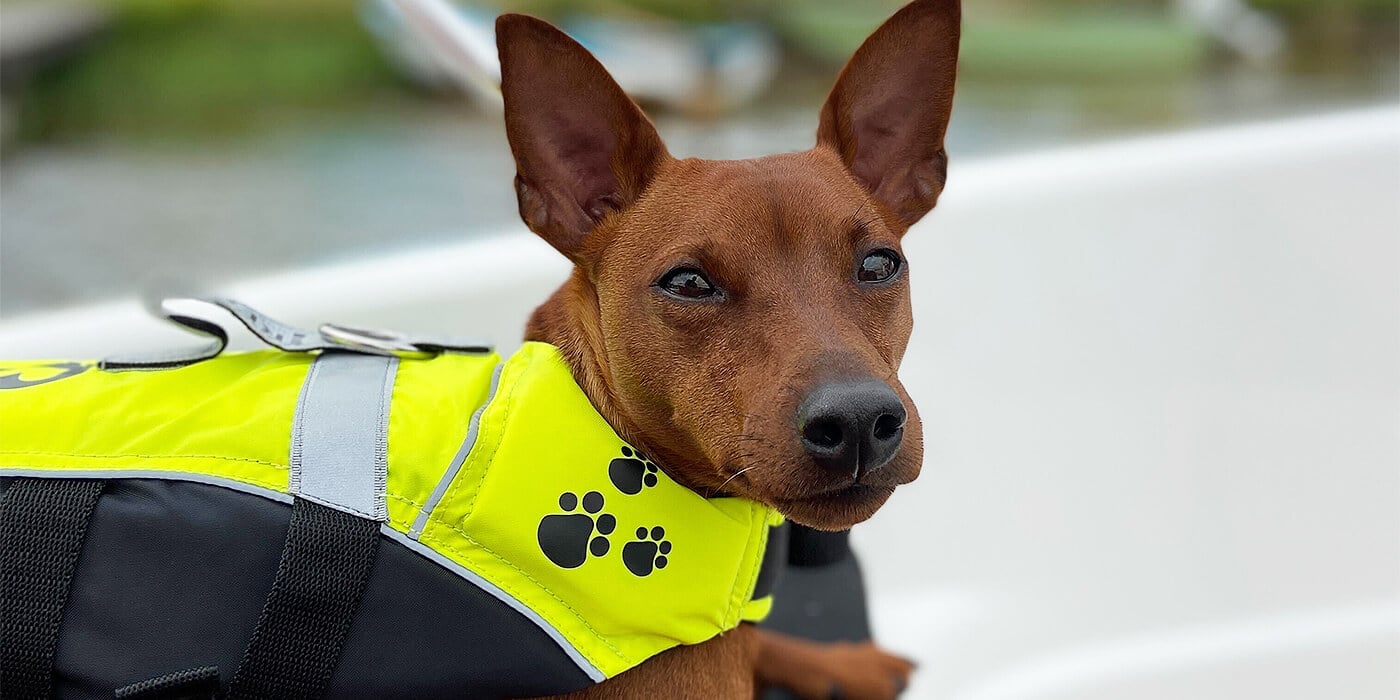 Åka båt med hunden hero