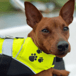 Hund med flytväst