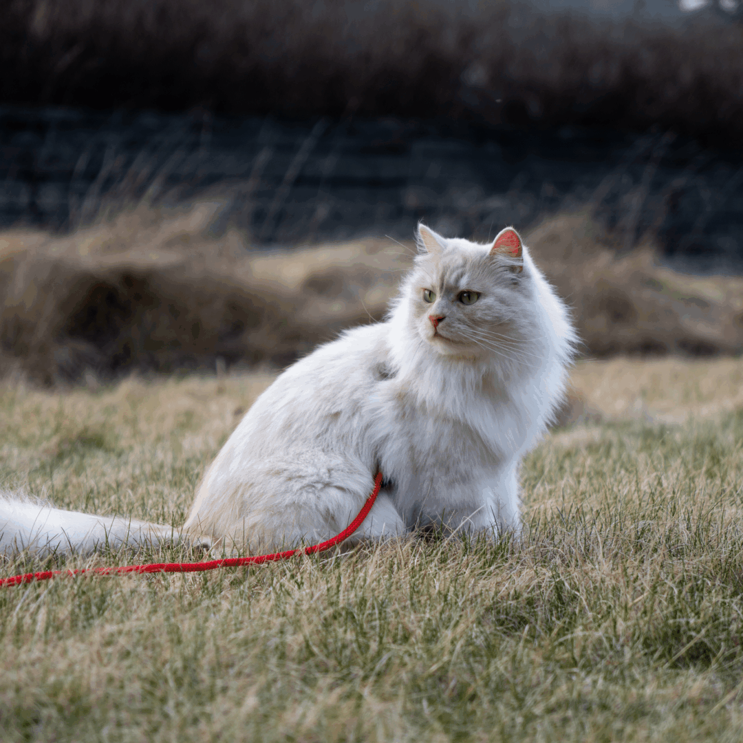 Cat leash Teddy environmental image PolyRopes Cat leash Teddy environmental image PolyRopes