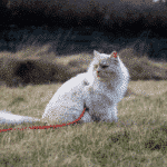 Cat leash Teddy environmental image PolyRopes