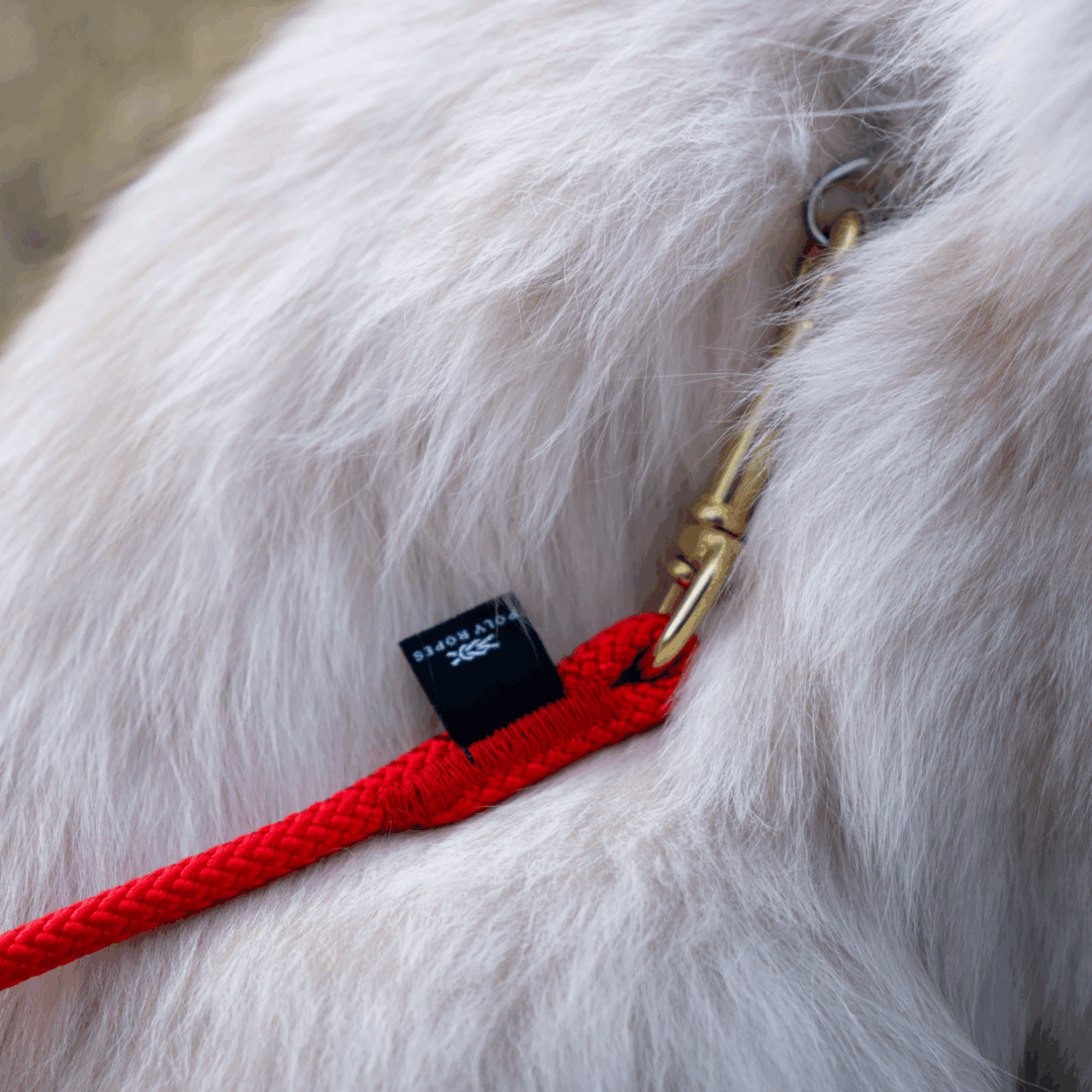 Cat leash Teddy close-up PolyRopes