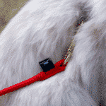 Cat leash Teddy close-up PolyRopes