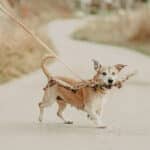 Retrieverleine, Ø12 mm, 2 m, flache, Lajka – Bild 3