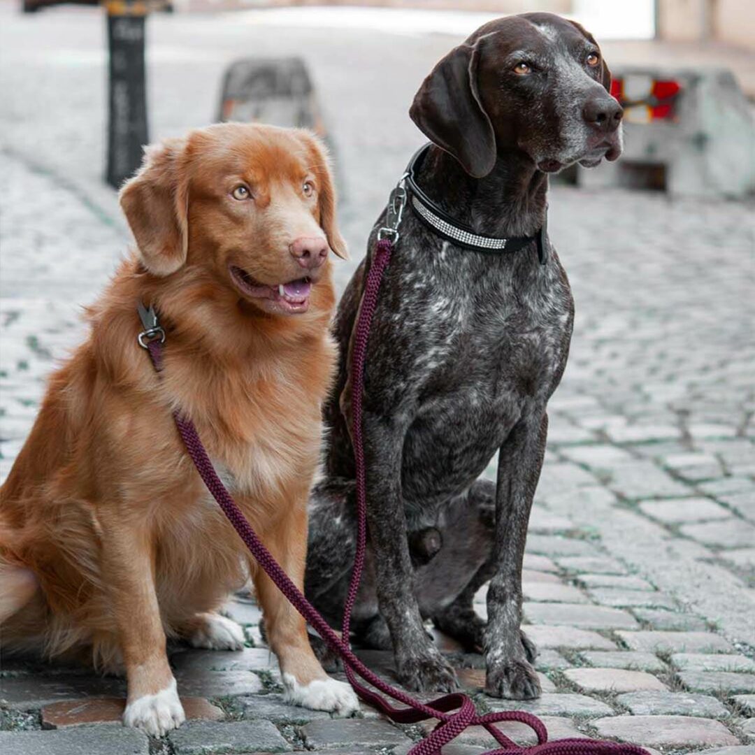 art-poly-produkter-dog-leash-lajka-with-hook__j25-dog-leash-lajka-bgb-burg-02 art-poly-produkter-dog-leash-lajka-with-hook__j25-dog-leash-lajka-bgb-burg-02