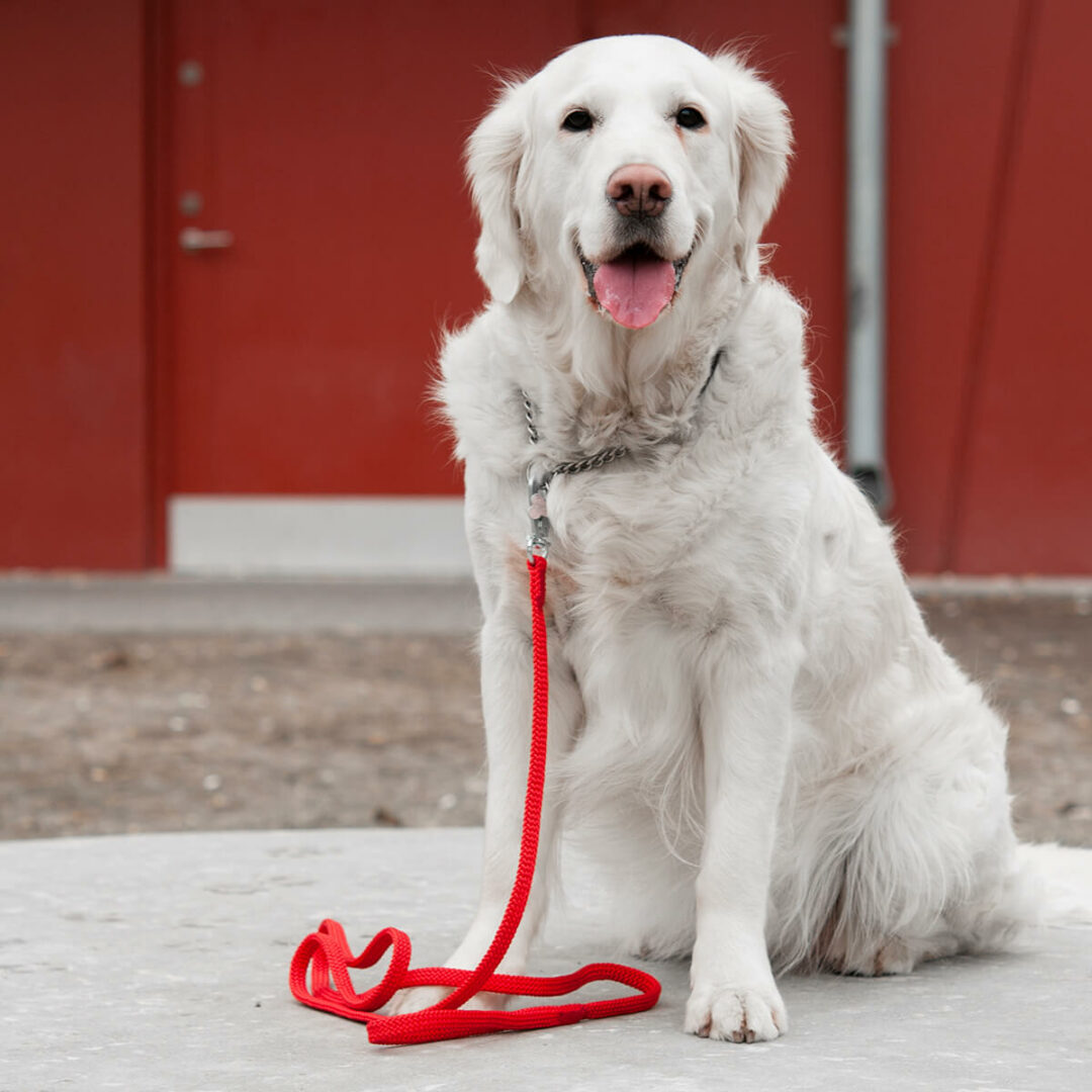 art-poly-produkter-hundkoppel-lajka-med-hake__j25-hundkoppel-lajka-bgb-red-02 art-poly-produkter-hundkoppel-lajka-med-hake__j25-hundkoppel-lajka-bgb-red-02