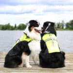 Dog life jacket Regatta