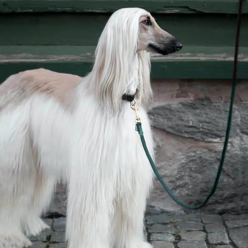 dog leash lajka dark green environmental image dog leash lajka dark green environmental image