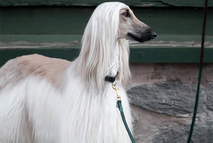 miljöbild-startsida-hund