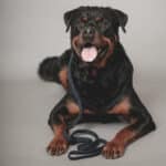 Retrieverleine, Ø12 mm, 2 m, flache, Lajka – Bild 4